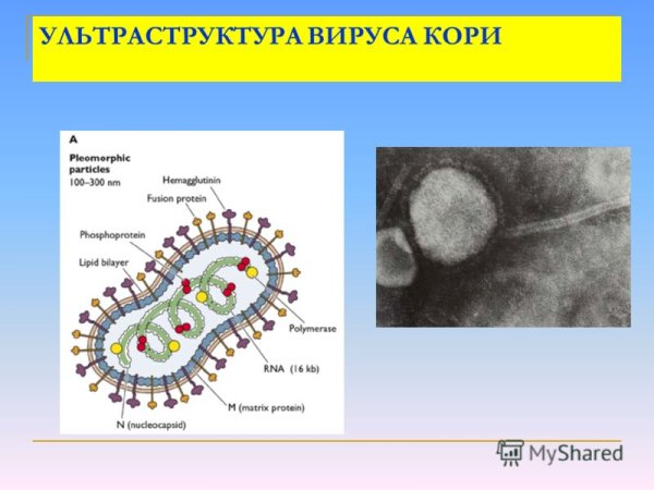 Структура вируса кори