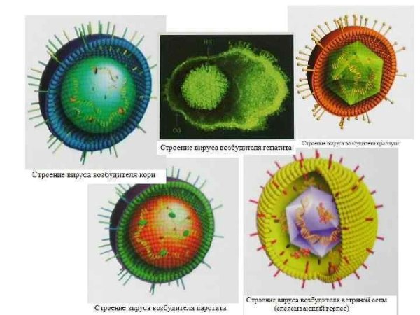 Вирус кори семейство род