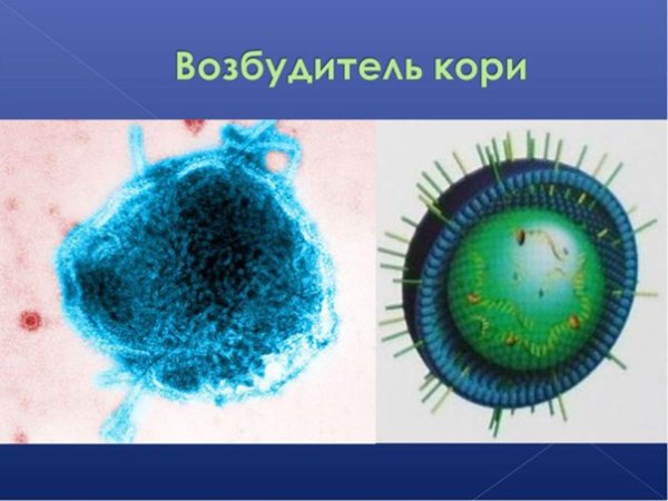 Вирус кори РНК