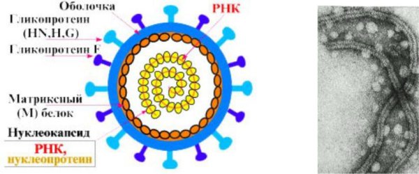 Строение вируса свинки паротита