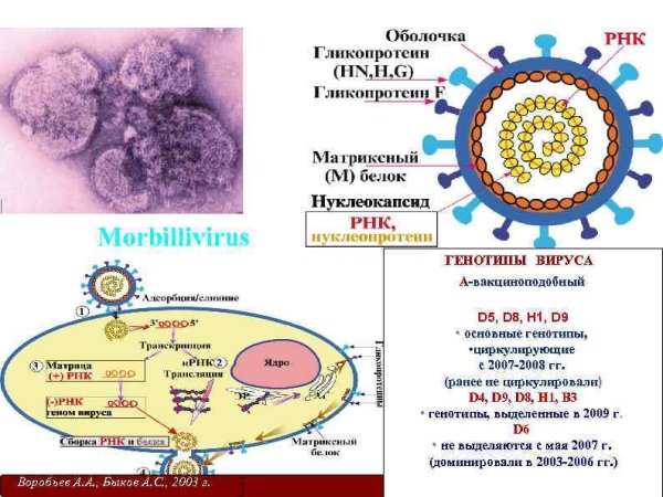 Вирус кори строение микробиология
