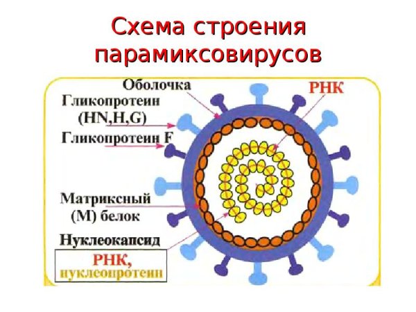 Корь строение вируса