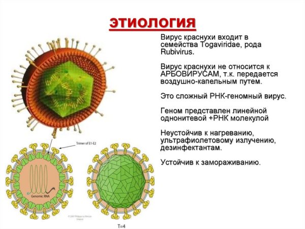 Корь строение вируса