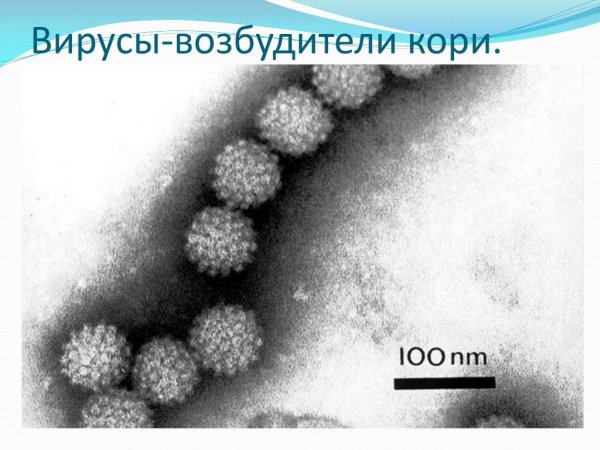 Тогавирусы (семейство Togaviridae).