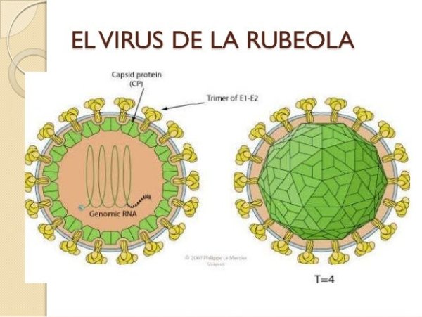 Строение вириона вируса кори