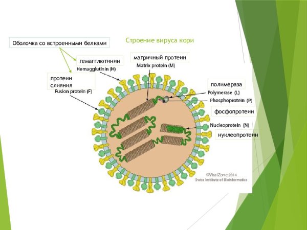 Структурные компоненты вириона вируса семейства Paramyxoviridae