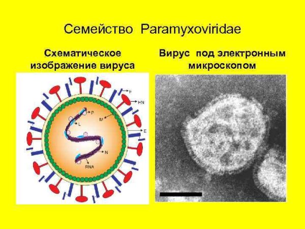 Вирус кори строение микробиология