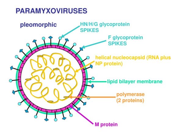 Строение вируса краснухи рисунок