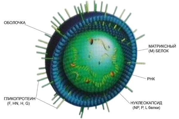 Строение вириона вируса кори