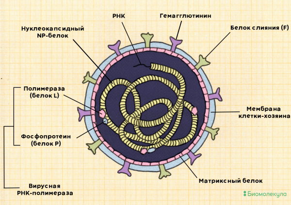 Возбудитель кори микробиология