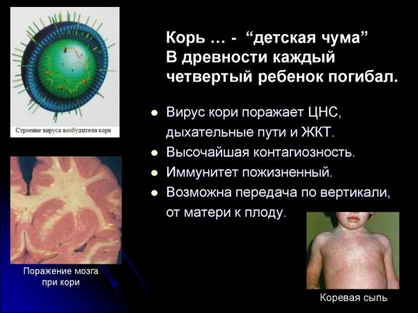 Структура вируса кори