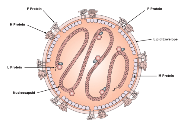 Вирус кори строение