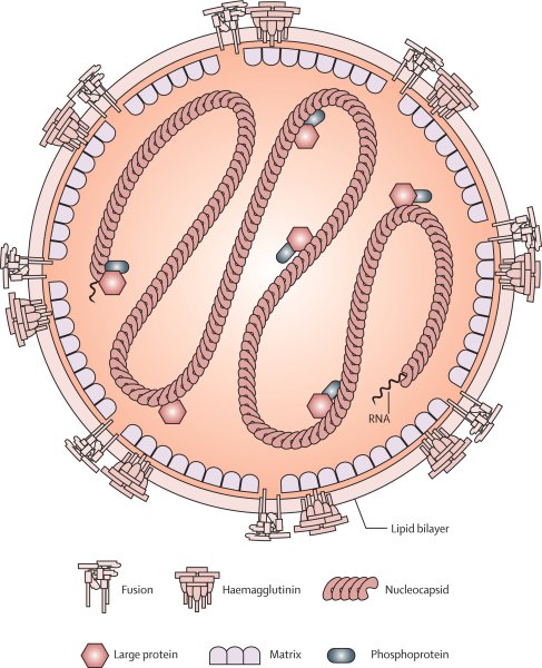 Вирус кори микроскопия
