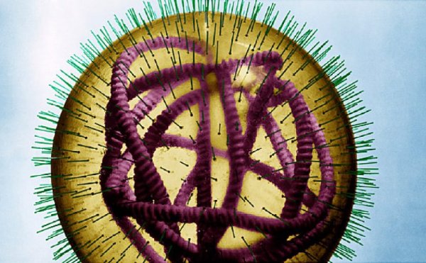 Вирусы семейства Paramyxoviridae