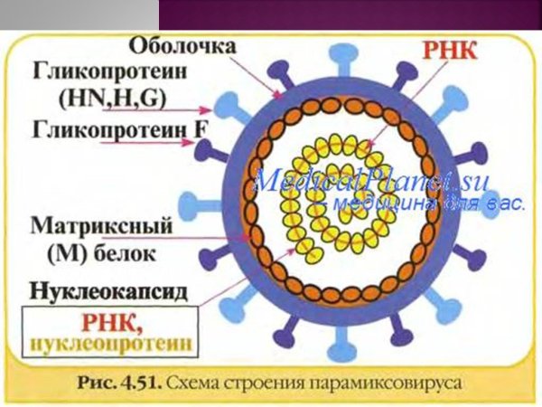 Вирус оспы строение