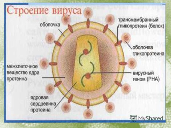 Корь характеристика возбудителя