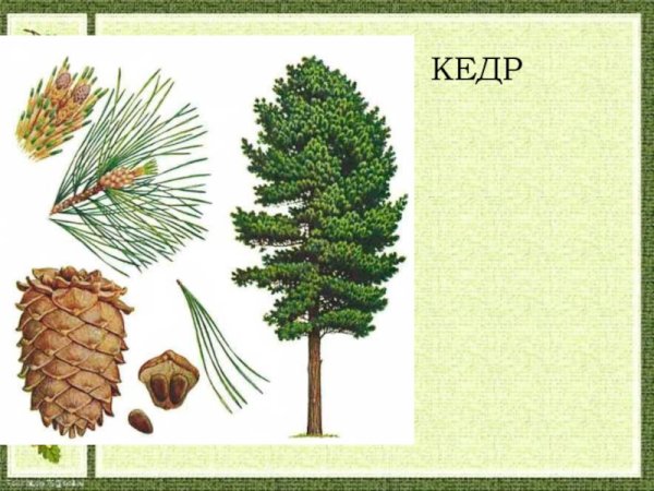 Хвойные деревья карточки