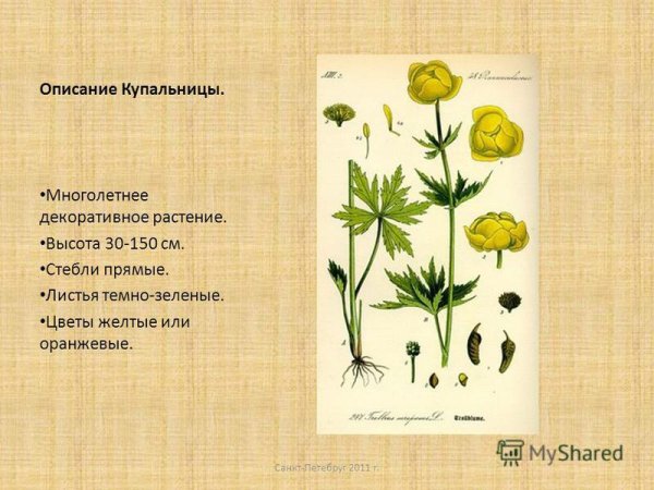 Италмас цветок