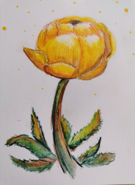 Италмас купальница европейская