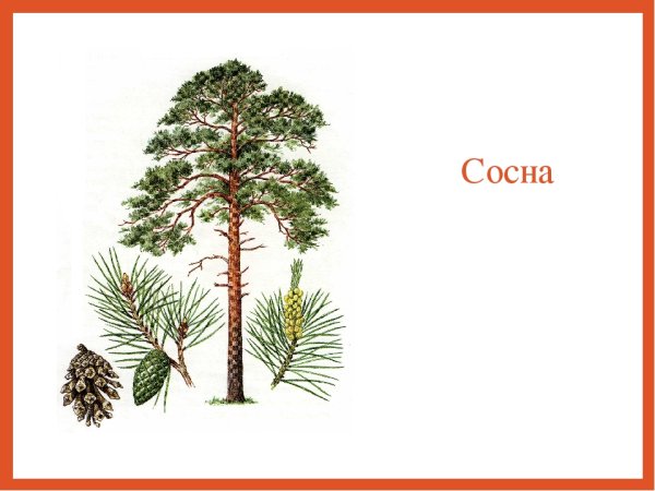 Сосна для дошкольников