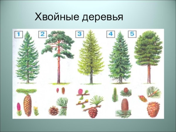 Хвойные деревья окружающий мир