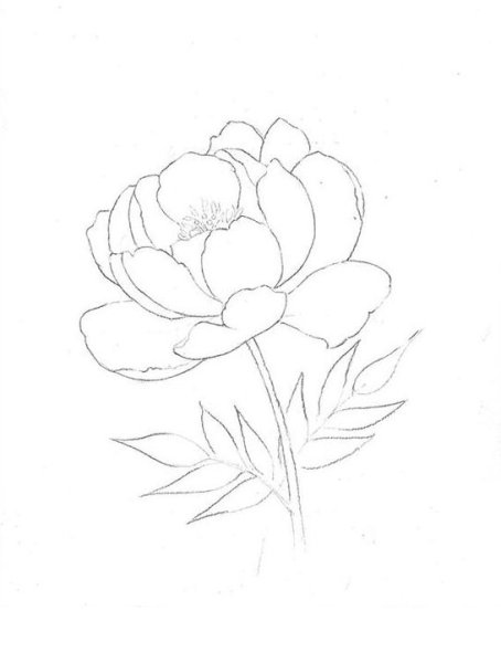 Купальница европейская иллюстрация