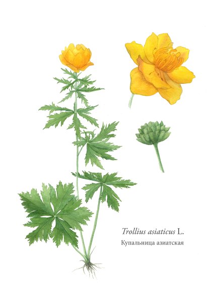 Италмас цветок