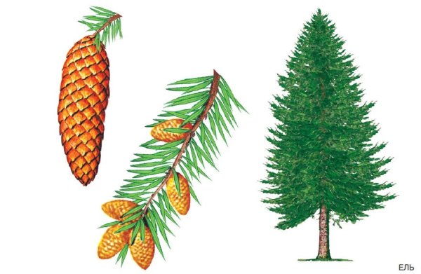 Ель обыкновенная строение хвоинок