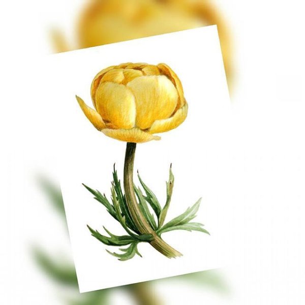 Купальница Ботаническая иллюстрация