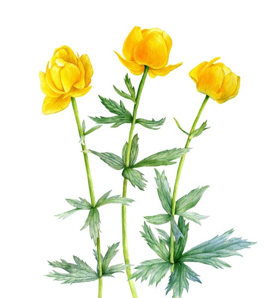 Купальница европейская иллюстрация