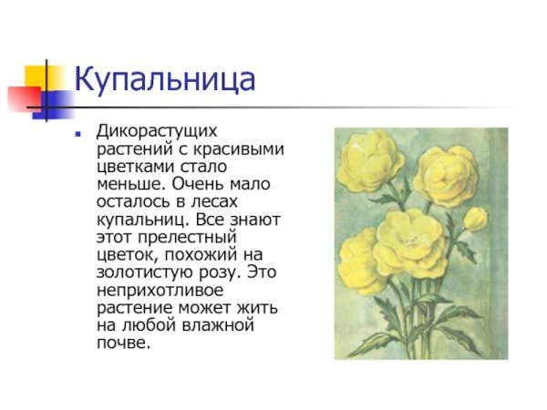 Купальница европейская