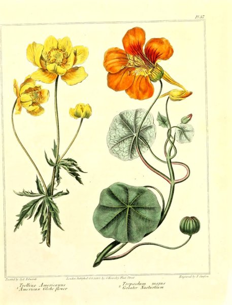 Купальница европейская