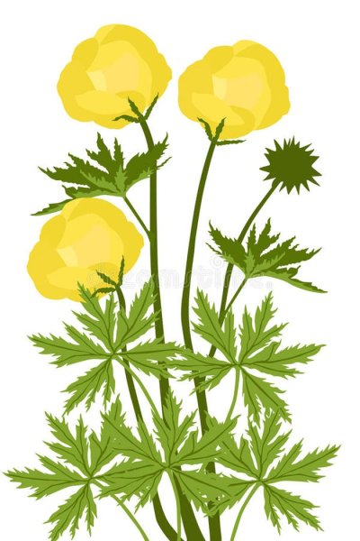 Купальница европейская