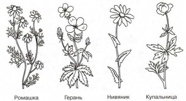 Акварель Купальницы