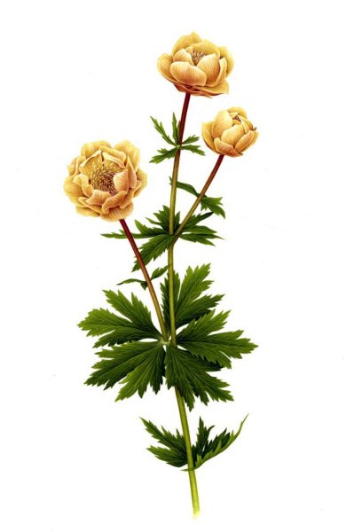 Купальница европейская раскраска