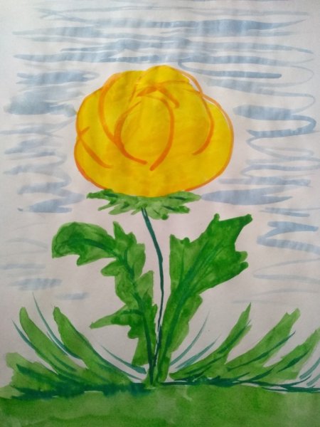 Купальница европейская стебель