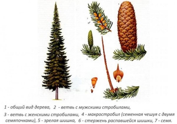 Пихта Сибирская ботаника