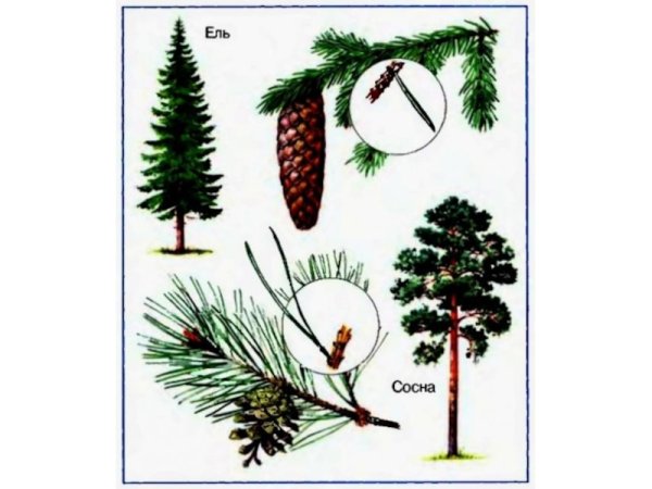 Хвоинки сосна и ель