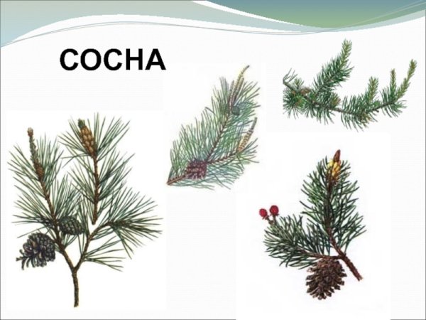 Расположение хвоинок на ветке лиственницы