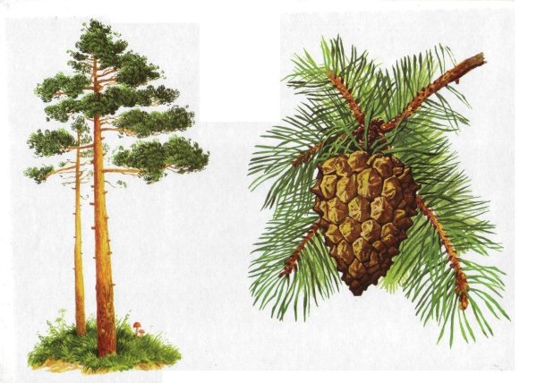 Сосна для детей