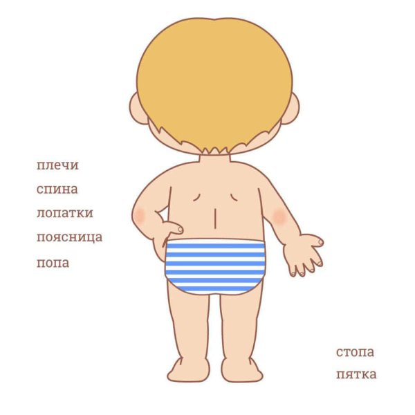 Части тела человека спереди и сзади