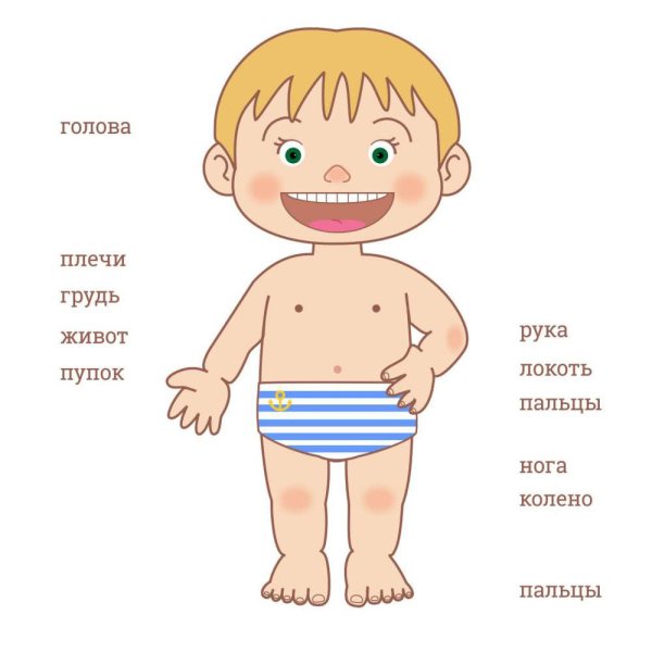 Части тела для дошкольников