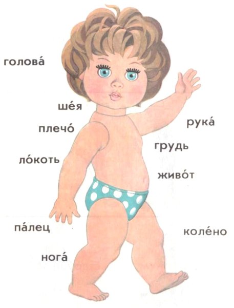 Части тела для детей