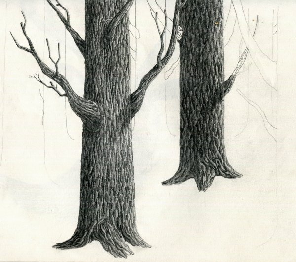 Ствол дерева