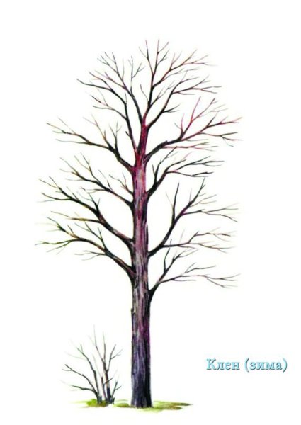 Голое дерево