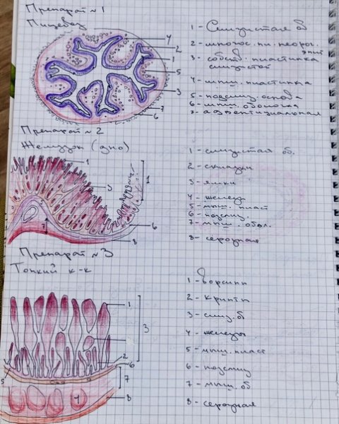 Конспекты по гистологии