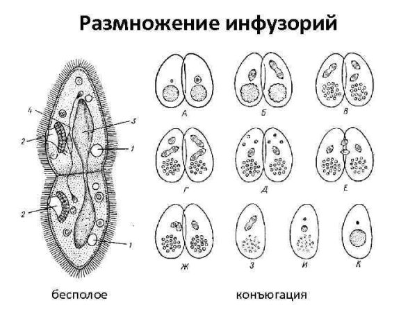 Инфузория туфелька размножение конъюгация