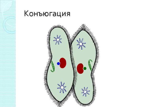 Конъюгация протистов