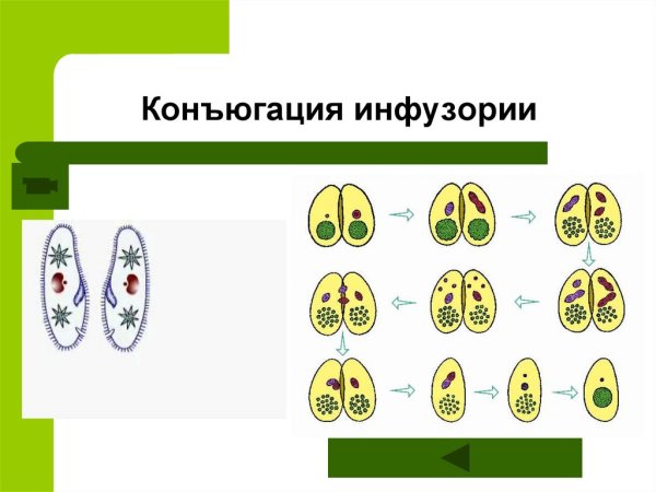 Конъюгация инфузорий