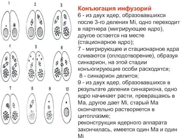 Инфузория-туфелька RJY.UFWBZ